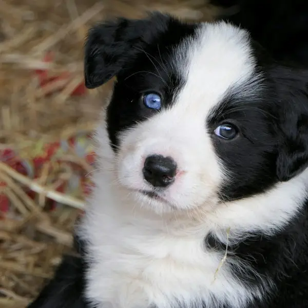 Filhote de Border Collie preto e branco