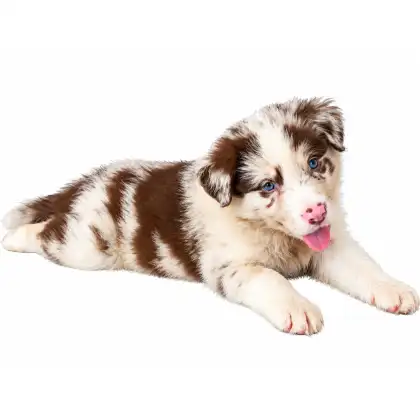 Filhote de Border Collie do canil Chico Sá Brito